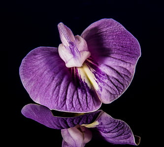Purple and White Orchid in Shallow Focus Lens thumbnail