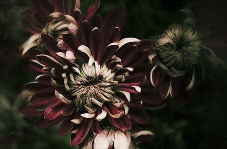 closeup photography of red flowers thumbnail