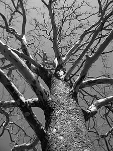 tree branch thumbnail