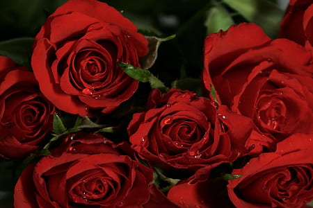 close-up of red rose thumbnail