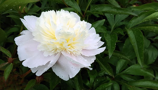White peony flower bloom with water droplets. thumbnail