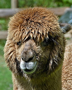 brown llama thumbnail