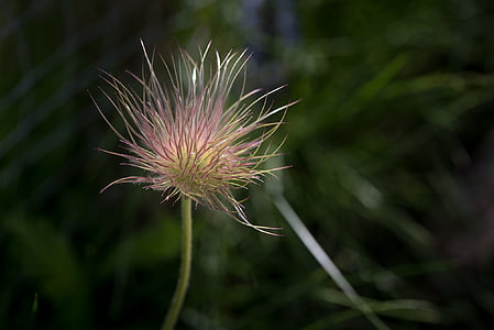 close-up photo of pink petaled flower thumbnail