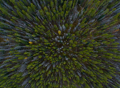 aerial view of green pine trees thumbnail