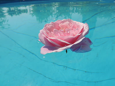white petaled flower on water thumbnail