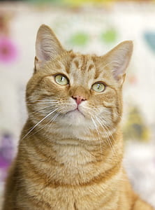Brown Short Coated Cat thumbnail