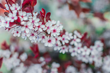 selective focus photography of white-and-pink petaled flowers thumbnail