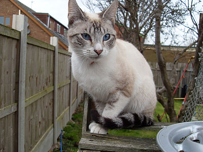white and gray cat lying outdoors thumbnail