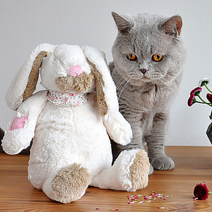 white and brown Rabbit plush toy with gray Cat thumbnail