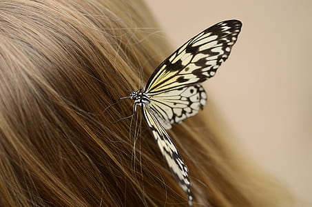 paper kite butterfly perching on human hair thumbnail