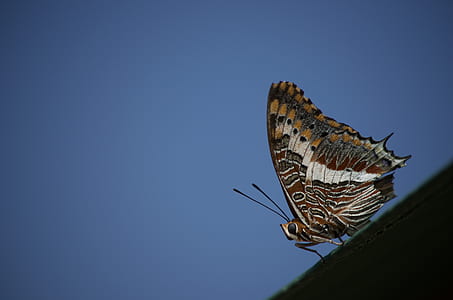 macro photography of brown and gray butterfly thumbnail