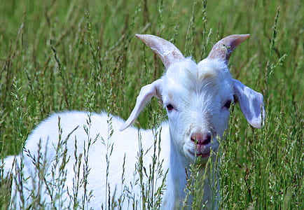 white goat on grass thumbnail