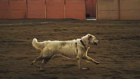 short-coated brown dog running on sand thumbnail