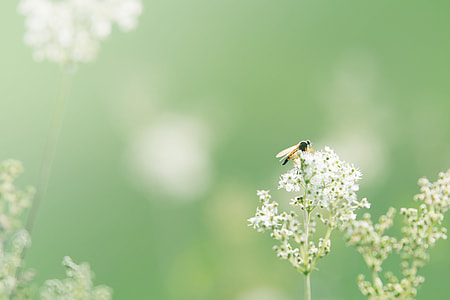 yellow and black insect portrait thumbnail
