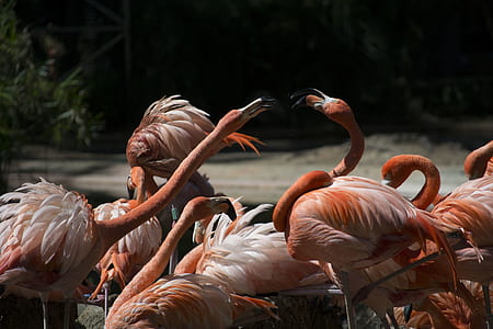 flock of white-and-orange Flamingo birds during daytime thumbnail