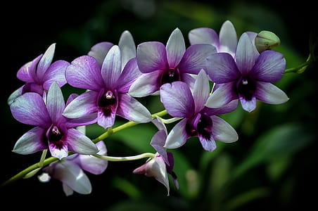 selective focus photography of white-and-purple petaled flowers thumbnail