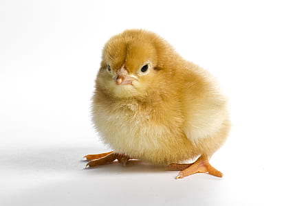 yellow chick thumbnail