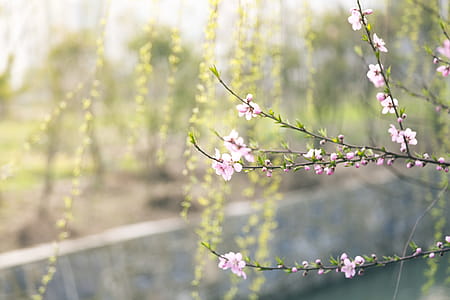 Selective Focus Photography of Pink Flowers thumbnail
