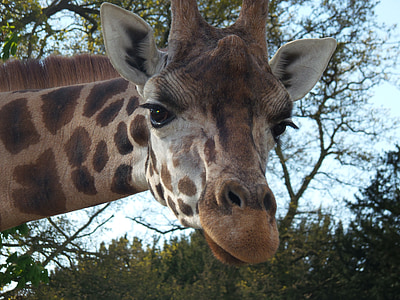 giraffe near trees thumbnail