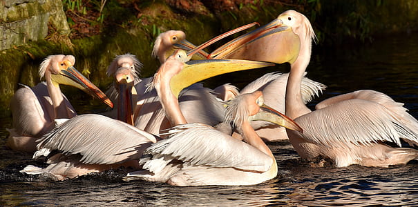 flock of Pelican birds thumbnail