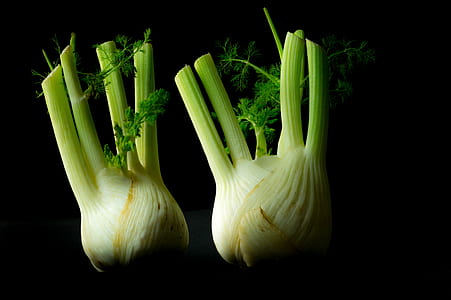 two white fennels thumbnail