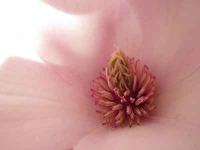 macro photography of pink petaled flower thumbnail