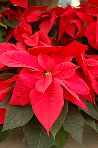 close-up photo of poinsettia flower thumbnail