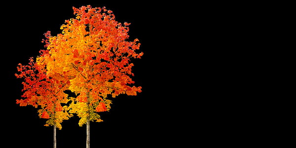 maple trees wallpaper thumbnail