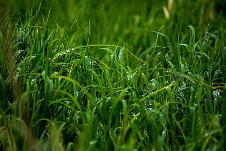 close-up photo of green grass thumbnail