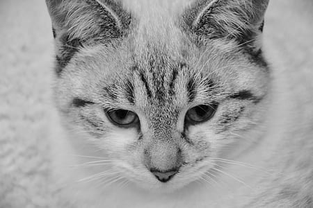short-haired white cat thumbnail