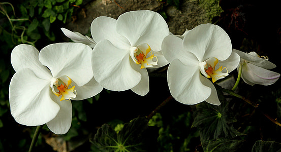 photo of white orchids thumbnail