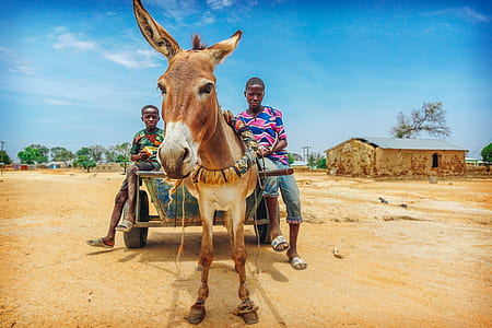two people riding on donkey thumbnail