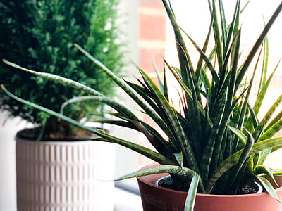 shallow focus photography of snake plant thumbnail