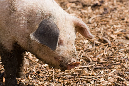 pig on soil thumbnail