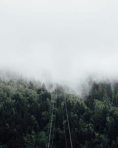 forest surrounded by fogs thumbnail
