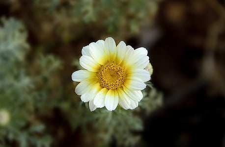 closeup photography of white and yellow flower thumbnail