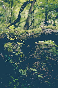 close up photo of moss on wood branch thumbnail