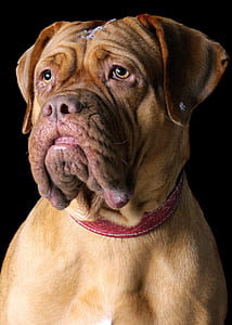 closeup photo of adult French mastiff thumbnail