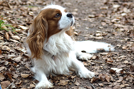 white and red Cavalier King Charles spaniel puppy laying down on surface surrounded by dried leaves thumbnail