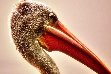 gray pelican thumbnail