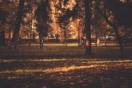 green trees with grass field thumbnail