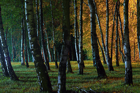 black tree lot thumbnail