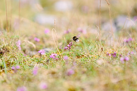 shallow focus photography of bumblebee hovering on purple petal flower thumbnail