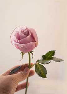 person holding pink rose thumbnail