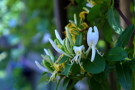 Honeysuckle vine growing on a trellis in a backyard garden. thumbnail