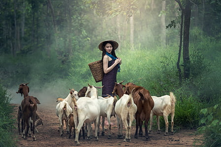 woman wearing blue dress carrying woven basket near herd of goats thumbnail