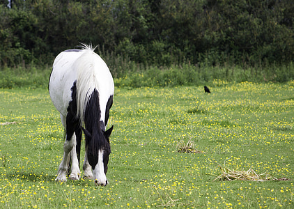 white and black horse grazing thumbnail