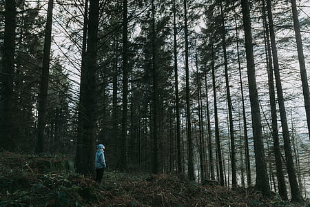 person standing in the middle of forest thumbnail