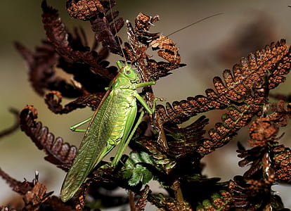 grasshopper perching on fern plant close-up photography thumbnail