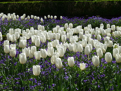 white flower field thumbnail